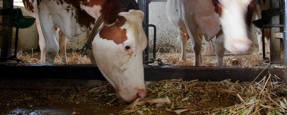 La sécheresse affecte énormément les agriculteurs en matière de production fourragère. [Keystone - Fabrice Coffrini]