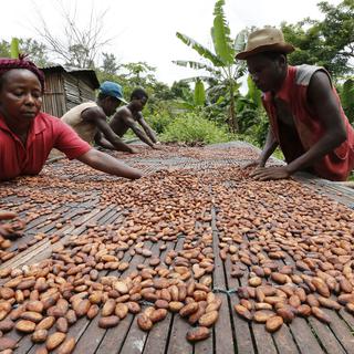 Travail des fèves de cacao au Ghana. [Reuters - Thierry Gouegnon]