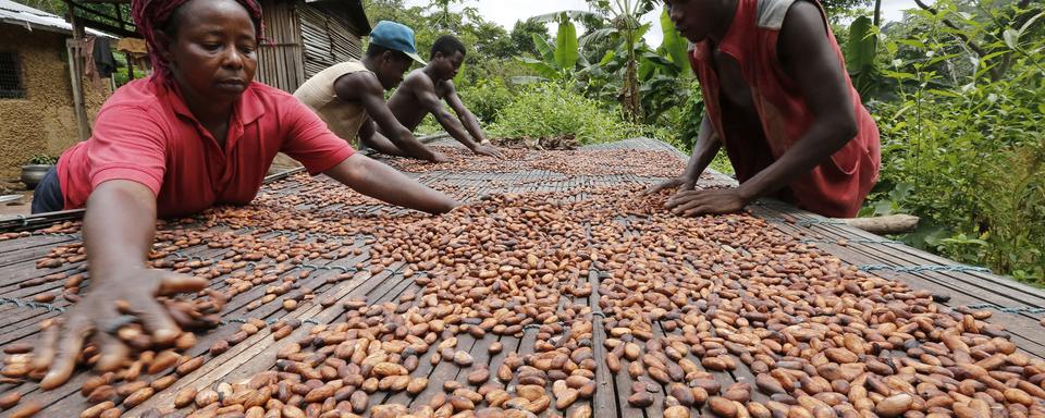 Travail des fèves de cacao au Ghana. [Reuters - Thierry Gouegnon]