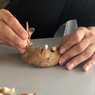 Des dents préhistoriques dans les mains de la bioanthropologue Jocelyne Desideri.
Catherine Erard
RTS [Catherine Erard]