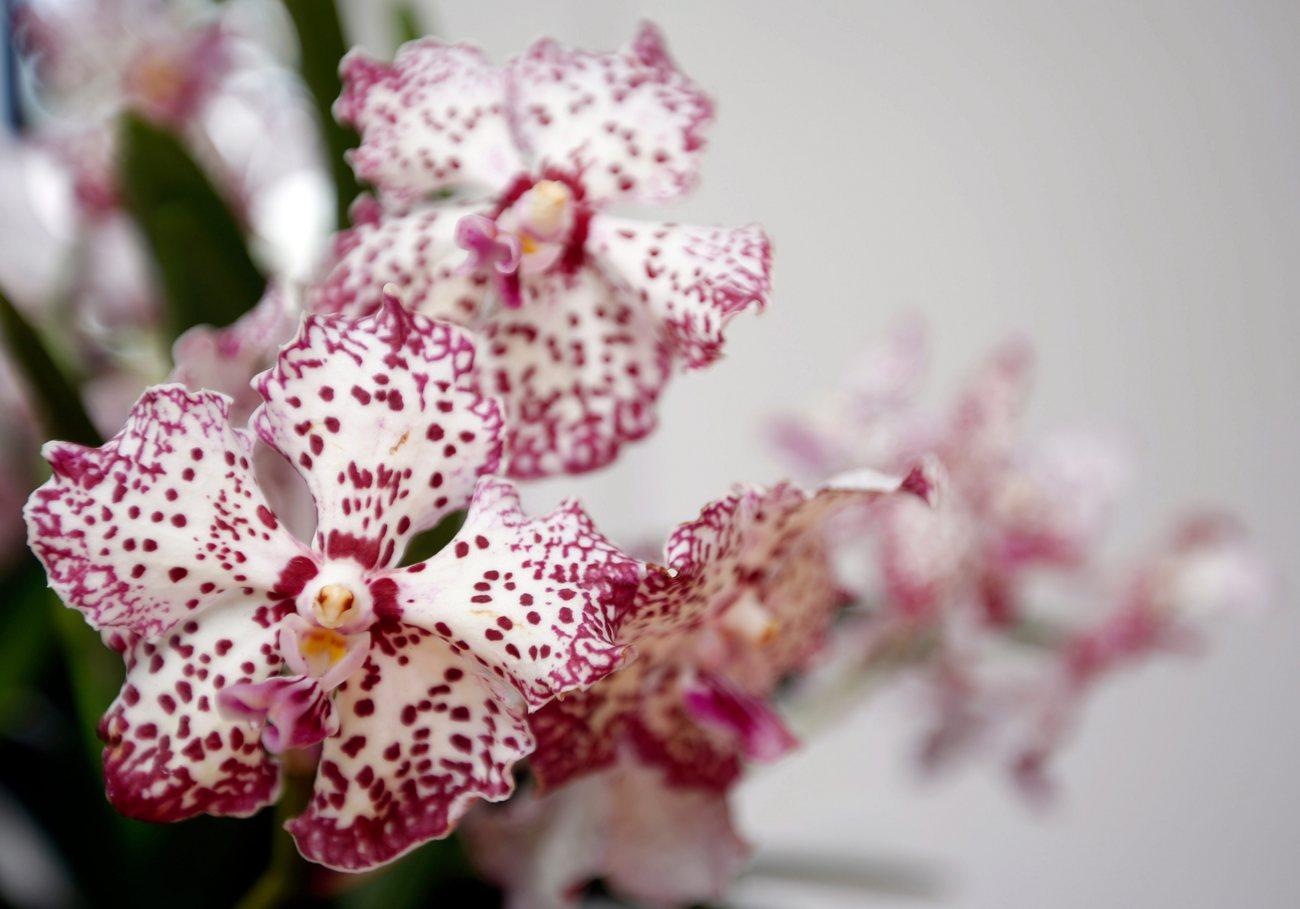 L'orchidée hybride nommée "Vanda William Catherine", dédiée par Singapour au prince britannique William. [Keystone - STEPHEN MORRISON / POOL]