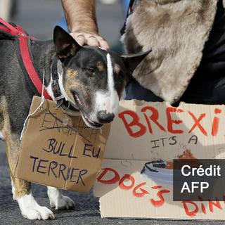 Avec les hashtags #Wooferendum et #DogsAgainstBrexit, les britanniques mobilisent leur chiens contre la sortie de l’Union Européenne. [AFP]