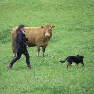 Justine Jaquemart, une vache et le chien gardien. [RTS]