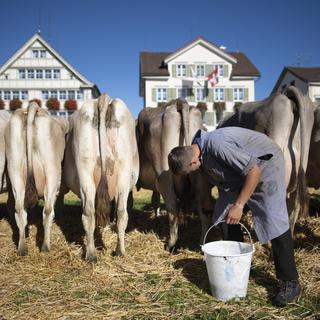 Un paysan s'occupe de son bétail à Stein (AG) le 25 septembre 2018. [Keystone - Gian Ehrenzeller]
