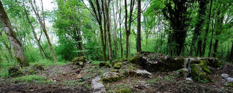 La forêt de Verdun. [AFP - JEAN-CHRISTOPHE VERHAEGEN]