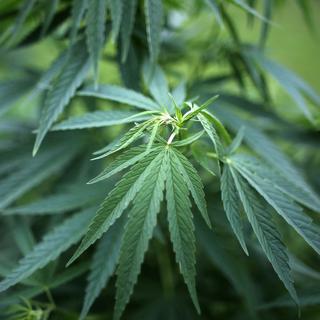Les sénateurs canadiens ont adopté jeudi soir la loi sur la légalisation du cannabis à des fins récréatives. [Keystone - Oliver Berg]