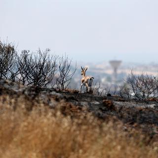 Une gazelle dans un champ brûlé le long de la frontière entre Israël et Gaza. [Reuters - Amir Cohen]