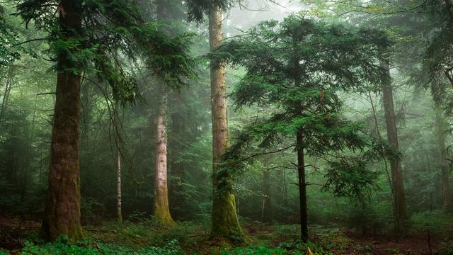 "Des forêts et des hommes", une semaine thématique de la RTS. [Fotolia - Olivier Tabary]