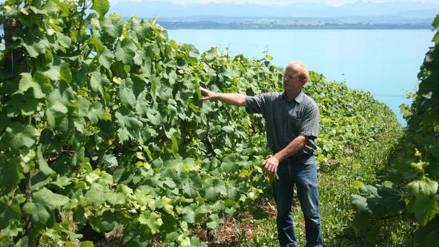 Jean-Denis Perrochet dirige le domaine de la Maison Carrée à Auvernier (NE) avec son fils Alexandre. Cette famille de vignerons a décidé de franchir le pas de la viticulture biologique il y a plusieurs années déjà. [RTS - Pietro Bugnon]