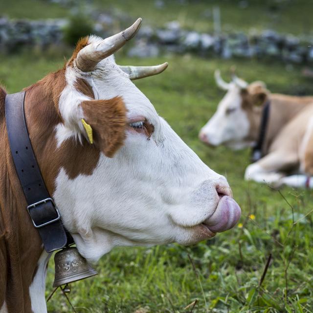 Le monde paysan est divisé sur la nécessité de laisser leurs cornes aux vaches. [Keystone - Dominic Steinmann]