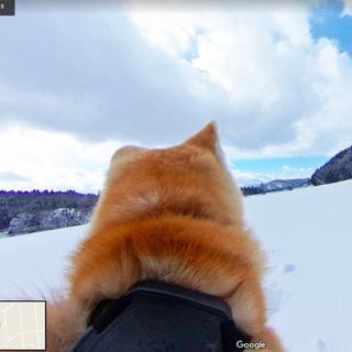 Dog View. [Google]