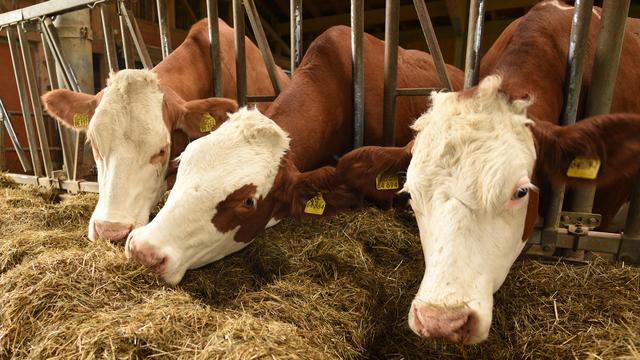 La sécheresse prolongée entraîne une pénurie de foin dans certaines régions. [Keystone - DPA/Angelika Warmuth]