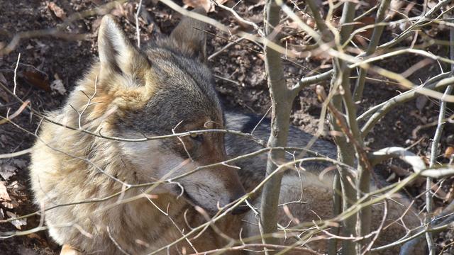 Un loup (photo prétexte). [keystone - Christian Brun]