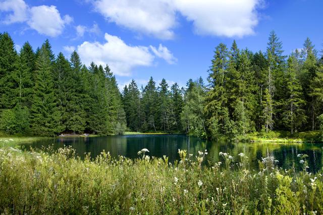 La forêt qui borde l'étang de la Gruère, près de Saignelégier, dans le Jura. [Keystone - Martin Ruetschi]