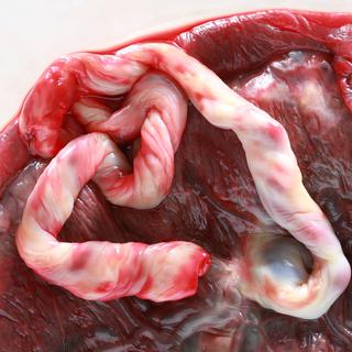 Le placenta humain intéresse beaucoup les chercheurs.
photosoup
Fotolia [photosoup]