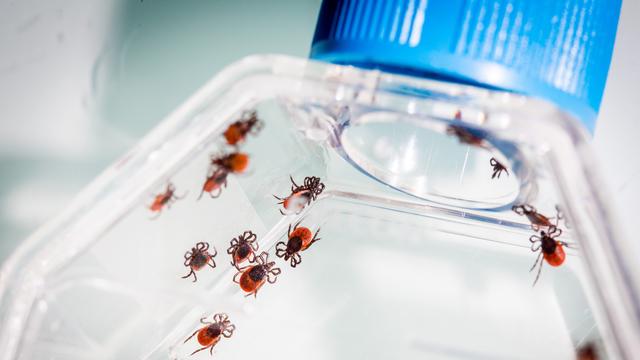 Des tiques dans un laboratoire d'analyse en France. [AFP - Laboratoire de santé animale-ANSES/Phane]