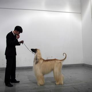 Avant un concours canin à Shanghai. [Reuters - Carlos Barria]