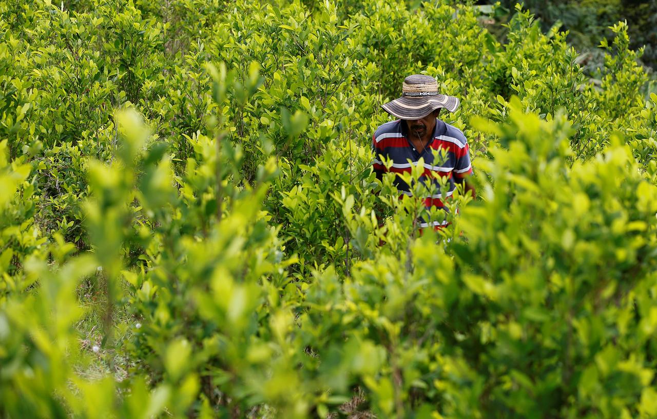 Un cultivateur dans son champs de coca, en Colombie. [Reuters - Jaime Saldarriaga]