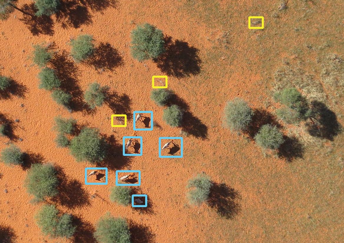 Une image aérienne analysée par l’intelligence artificielle: les animaux sont encadrés en bleu, le jaune indique d’autres éléments du paysage tels que buissons. [FNS]