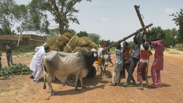 Au Niger, 80% de la population dépend des revenus de l'agriculture et de l'élevage. [RTS - Valérie Gillioz]