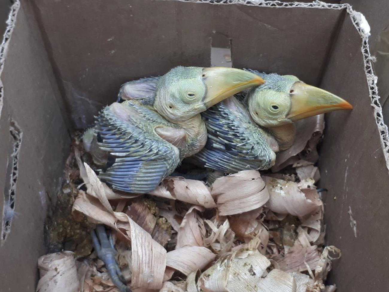 Des oisillons fraîchement éclos, enfermés dans un carton et interceptés à la frontière mexicaine. [Interpol/AP/Keystone]