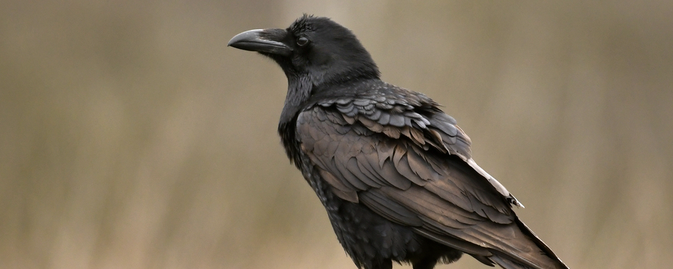 La chronique de François Turrian: le quiz nature [Fotolia - kwasny221]