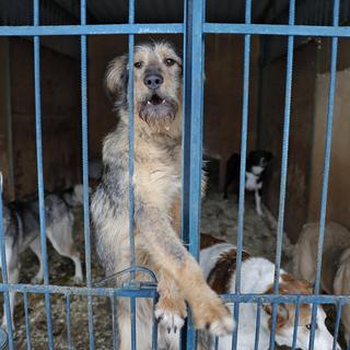 Des chiens errants récupérés par les autorités russes avant le début du Mondial. [Keystone - EPA/Yuri Kochetkov]