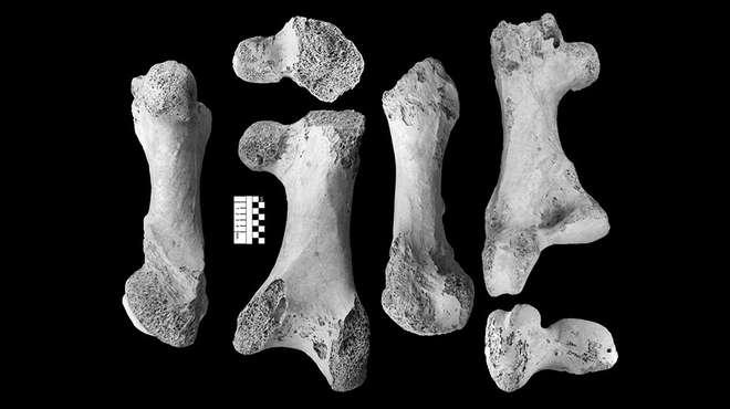 Des os du Titan de Vorombe [ZSL]