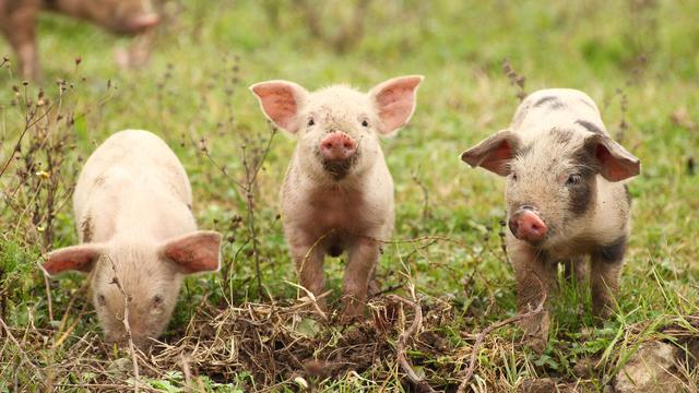 Trois petits cochons. [Fotolia - gudrin]