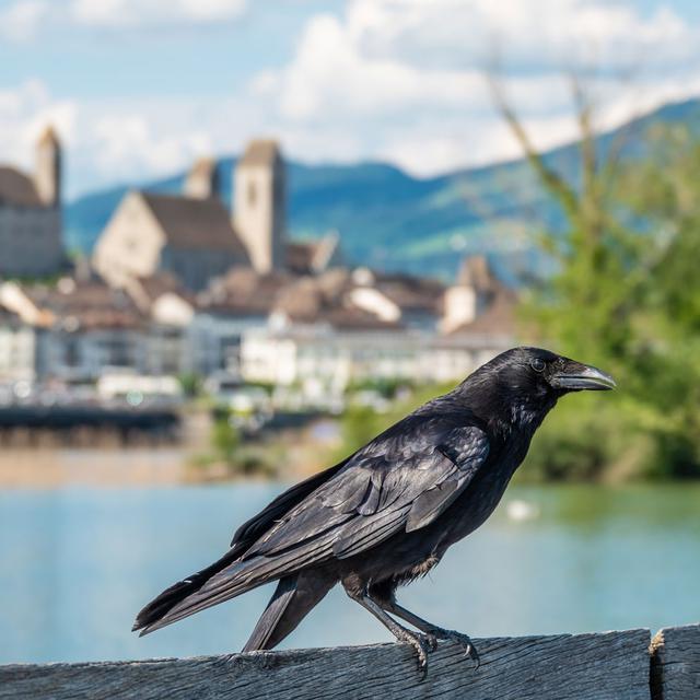 Un corbeau est posé devant un château à Zurich, Saint Gall. [Fotolia - Luis]