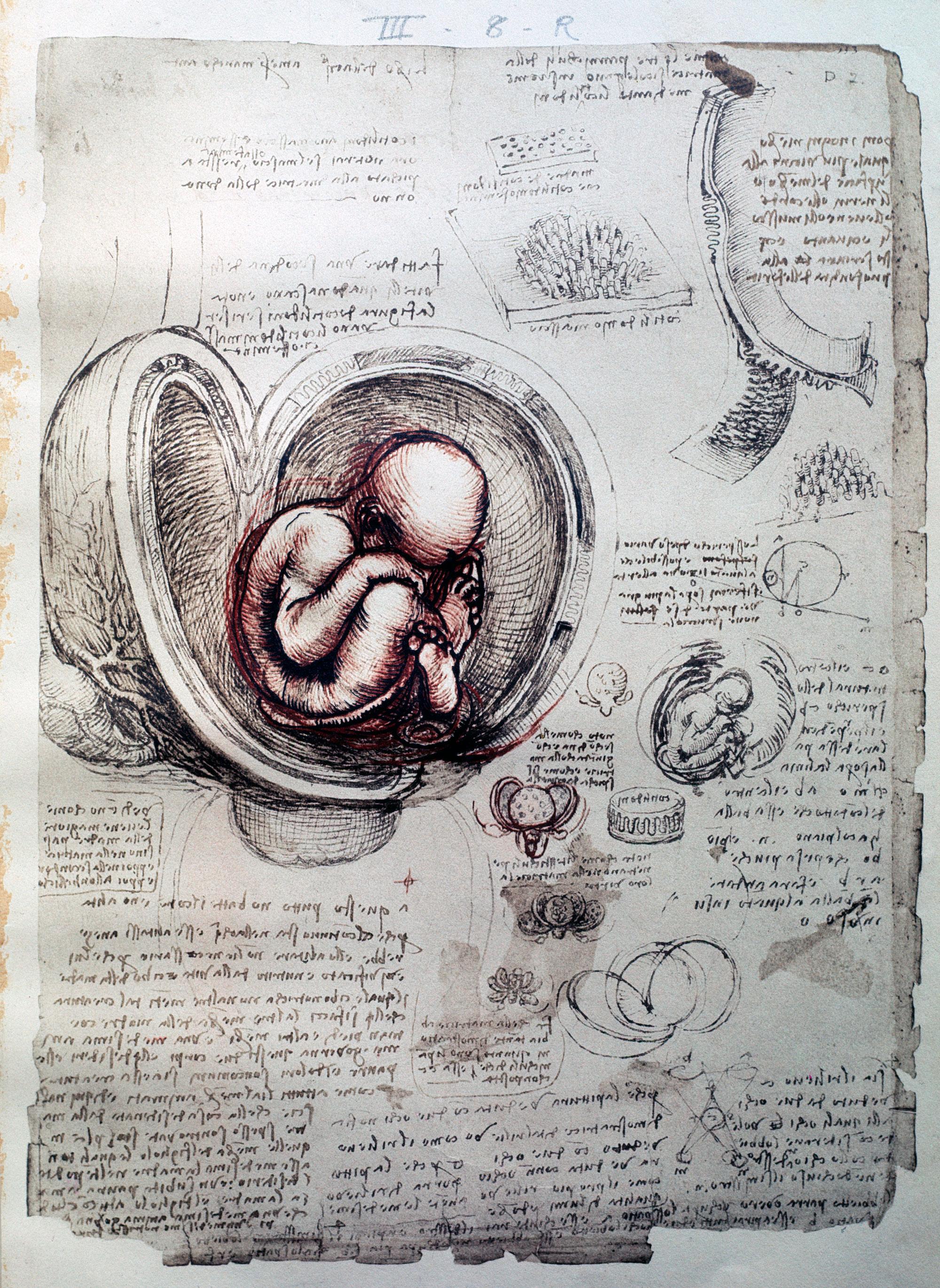 Planche anatomique d'un foetus selon Leonardo da Vinci [Royal Collection Windsor - Luisa Ricciarini/Leemage/afp]