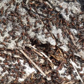 Une colonie de fourmis a envahi le cimetière de Cully (image d'illustration). [RTS - Catherine Crevoisier Boyer]