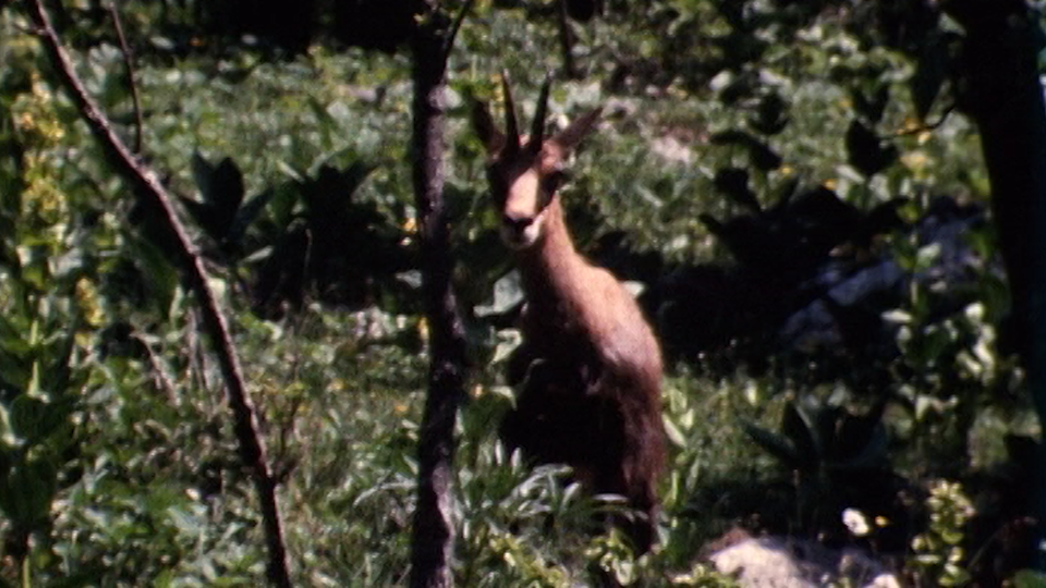 Le chamois [RTS]