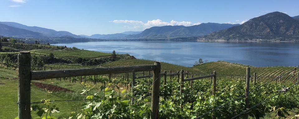 Vignoble du Lake Breeze, à Naramata, proche du lac Okanagan [RTS - Dominique Arnoldi]