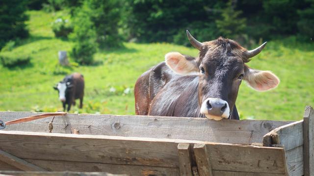 Une vache à besoin d’environs 150 litres d’eau par jour.
scherbinator
Fotolia [scherbinator]