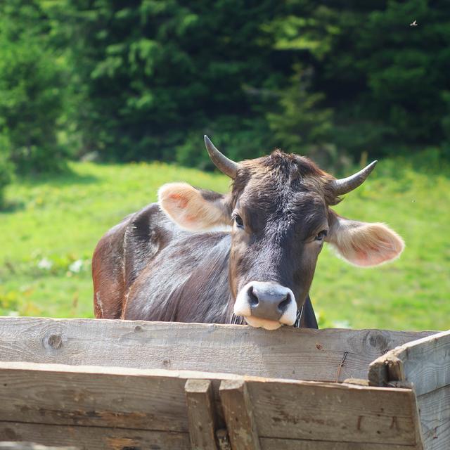 Une vache à besoin d’environs 150 litres d’eau par jour.
scherbinator
Fotolia [scherbinator]