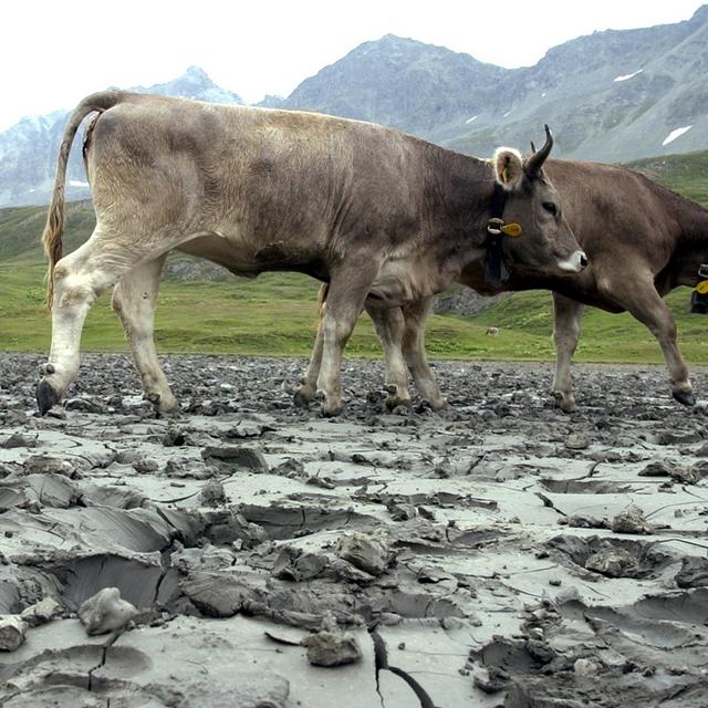 Sécheresse à l'Albula en 2003. [Keystone - Karl Mathis]