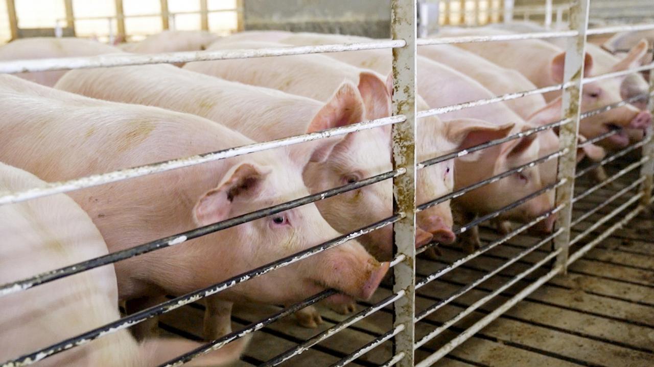 Les importations de viande de porc vont notamment être taxées à hauteur de 25%. [AP Photo/Keystone - Nati Harnik]