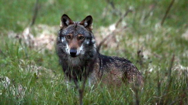 Un loup photographié en 2013 dans la vallée de Conches, en Valais. [Keystone - Marco Schmidt]