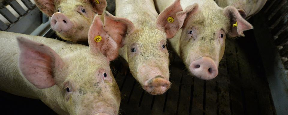 La peste porcine africaine étend son emprise. [DPA/Keystone - Carmen Jaspersen]