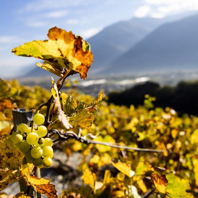 Les vignerons suisses sont toujours plus nombreux à succomber à la vague du bio. [Keystone - Jean-Christophe Bott]