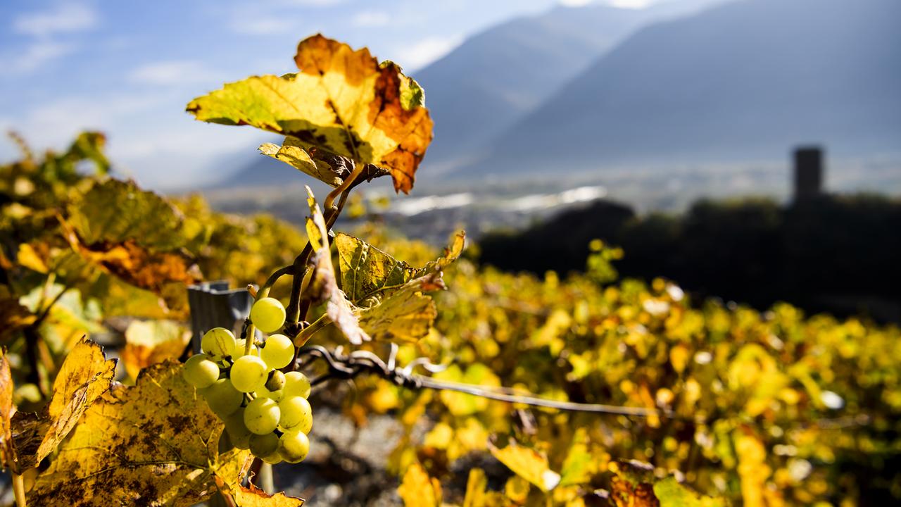 Les vignerons suisses sont toujours plus nombreux à succomber à la vague du bio. [Keystone - Jean-Christophe Bott]
