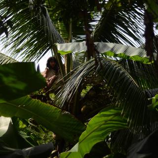 Chez les Indiens Kogis de Colombie (palmier) [RTS - Emmanuel Haddad]