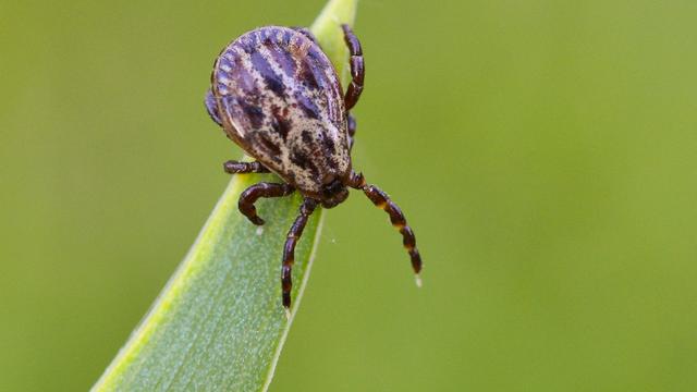 Une tique sur un brin d'herbe (image d'illustration). [DPA/Keystone - Patrick Pleu]