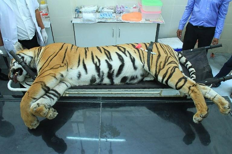 La tigresse T1 a été abattue en novembre après avoir tué ou mangé quatorze personnes. [AFP - -]