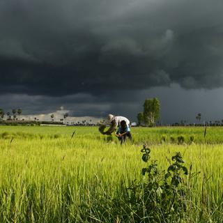 Les producteurs de riz cambodgiens sont démunis face aux caprices du climat. [AP Photo/Keystone - Heng Sinith]