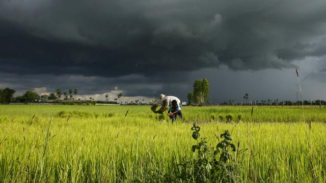 Les producteurs de riz cambodgiens sont démunis face aux caprices du climat. [AP Photo/Keystone - Heng Sinith]