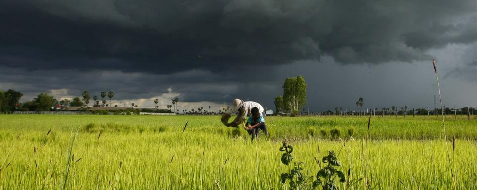 Les producteurs de riz cambodgiens sont démunis face aux caprices du climat. [AP Photo/Keystone - Heng Sinith]