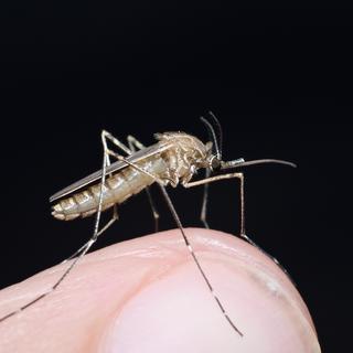 Le virus Usutu est transmis par un moustique de l’espèce Culex Pipiens.
saccobent
Fotolia [saccobent]