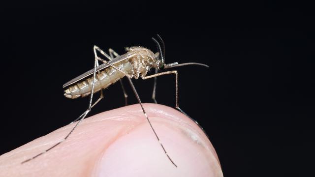 Le virus Usutu est transmis par un moustique de l’espèce Culex Pipiens.
saccobent
Fotolia [saccobent]